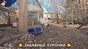 Цыплята и Курочки селяночки лучшие беспородные несушки 🥚 (455)