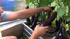 В гостях на участке, теплицы и открытый грунт