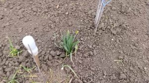 Весенние работы и обзор огорода