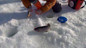 Розыгрыш призов и поимки форели