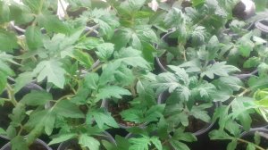 14.03.2026 Подсыпаем грунт томатам. Расстраиваться ли если томат в рассаде  выглядит "страшненьким".