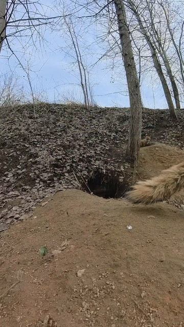 Лиса и лисята