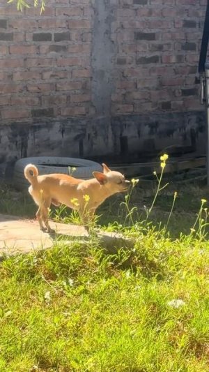 funny doggo