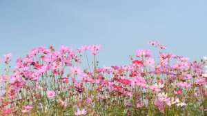 ТВОЯ БУЛОЧКА_цветы