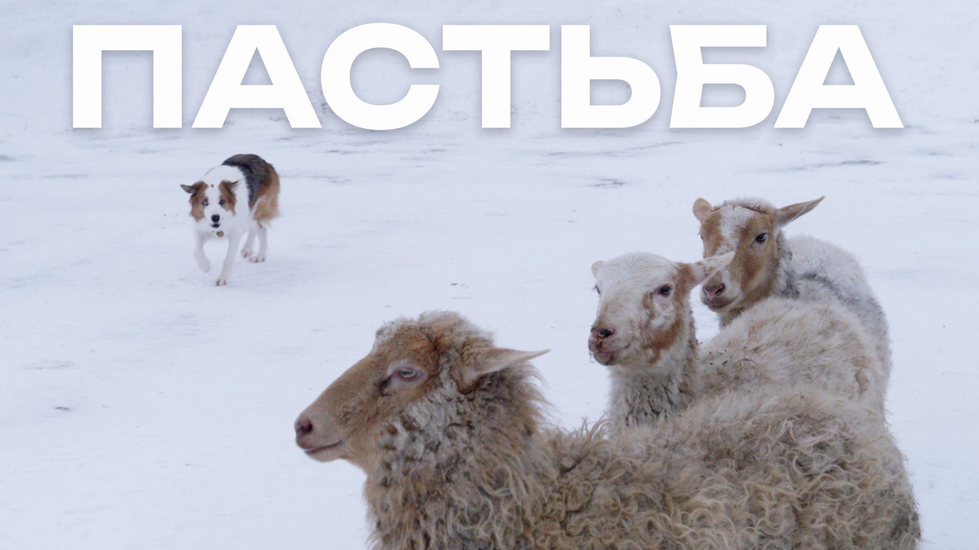 Пастушья служба зимой и летом | Интервью с кинологом о пастьбе, тренировках и пастушьем инстинкте смотреть онлайн