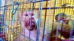 РЖАКА! Люся, Степа и банда наверно носом ЗЕМЛЮ РЫЛИ, такими мы из еще не видели)))