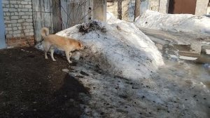 Собака ищет!