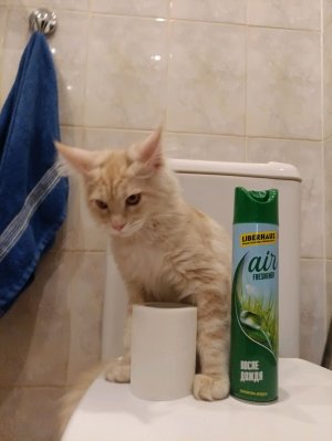 донаты в сбер +7903518093
пожалуйста не звоните 🙏