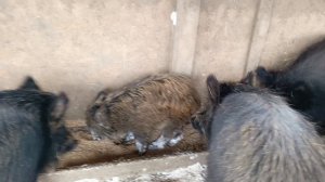 Охота на Кабана