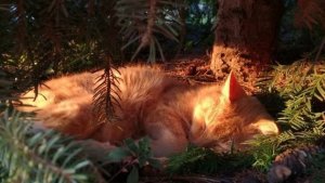 Коты воители история Рыжика 1 серия