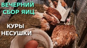 Жизнь в деревне Наконец то пришла весна Вечерний сбор яиц