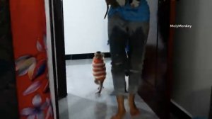 Как управляться с таким зоопарком?1000045037.mp4