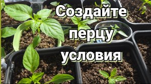 Рассада перца остановилась в развитии, листья желтеют. Что делать?