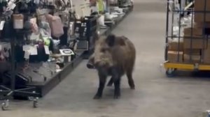 Кабан устроил переполох в торговом центре в Берлине