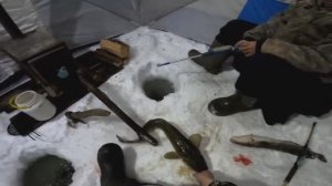 Налим на стук. МАНОК РАБОТАЕТ. Рыбалка удалась