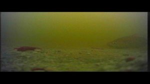 Платник Межура. Карась в каматозе.