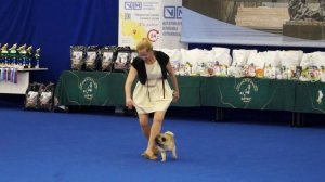 Танцы с собаками. ЗооШоу Санкт-Петербург 2024