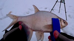 КРУПНЯК пошёл в конце рыбалки. ПОПЛАВОК выскакивал из лунки. Ловлю рыбу на  русле ИСТРЫ.