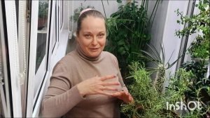 розмарин в домашних условиях || мой опыт выращивания розмарина