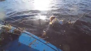 ПРОВЕРИЛИ С САНЬКОМ! А ТАМ ПОЛНЫЕ СЕТКИ МОРСКОЙ РЫБЫ В КАМЫШАХ!