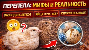 Перепела: МИФЫ и РЕАЛЬНОСТЬ 😱 Что скрывают о перепелах | Ошибки новичков




Перепела считаются одн