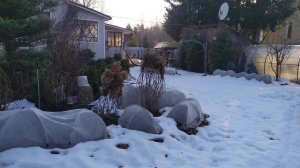 Дачный влог. Сад в Ленинградской области.14 марта 2026 г.