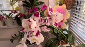 Весеннее ЦВЕТЕНИЕ орхидей 2026 🌸☀️🌿 #орхидеи