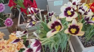 Первоцветы в оранжерее