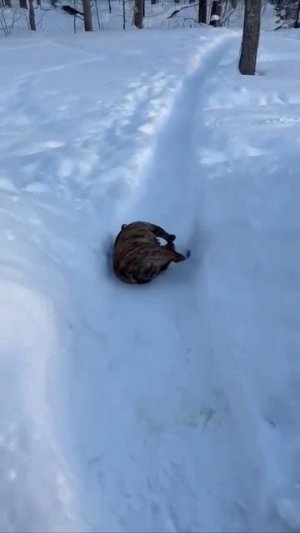 Кому тропа, а кому горка😁))
