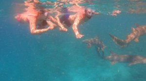 Плывём с акулами-няньками!