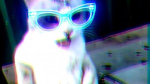 Крутой кот 😺😎