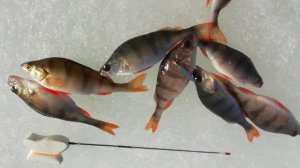 Истринское вдхр. Окунь на блесну