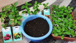 Много рассады для урожайного огорода в деревне! Пересаживаю перец и петунии.