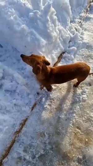 Строим снеговиков