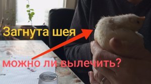 Лечение цыпленка с вывернутой шеей. Как избежать таких последствий? Профилактика кур до сбора ИЯ.