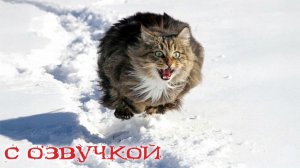 Приколы с котами! С ОЗВУЧКОЙ! Самые СМЕШНЫ ЖИВОТНЫЕ! 2026! Смешные коты! ДО СЛЕЗ!