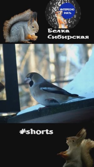 Зачем дубонос поджал лапку