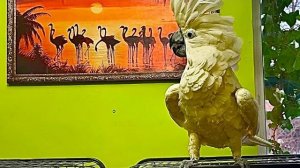 ЭТО ЖЕСТЬ! Я выпустила ТЕРМИНАТОРА и Жору с Кирой, а к Кеше даже подойти не дает этот псих!