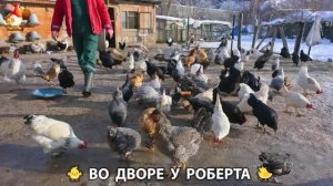 Содержание кур в домашних условиях и других птиц во дворе у Роберта 🐣🐤🦆🐔🪿🦃 (442)