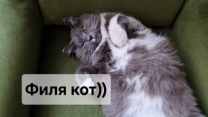 До чего же красив... Филя кот 🐱