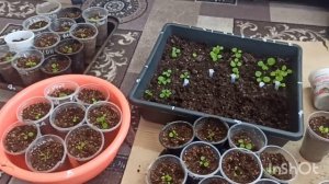 Рассада петунии 🌸🌸🌸