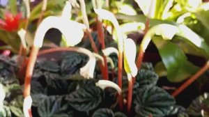 Садовый рай / МЕГА Парнас / OBI....14.03. 2026г.