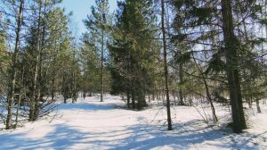 Солнечный день в зимнем лесу. ч.8. Март 2026