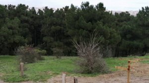 Прогулка в сосновом бору, рядом необычный парк, в парке можно отдохнуть,