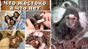 Что жестоко, а что нет? Дети у обезьянок