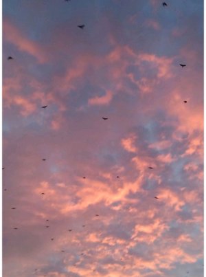 соня может и мои братья