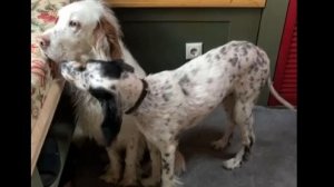 Лиса-Алиса. Два хвостатых друга