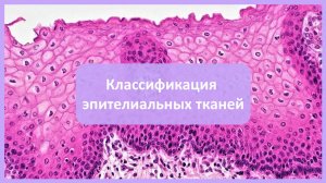 Классификация эпителиальных тканей ┃synthesisschool