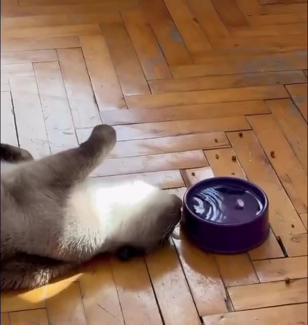 Купил кота из Aвстралии, и как егo кормить тепeрь? 🐾