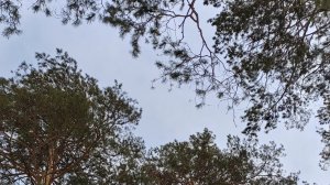 НЕ БОЙСЯ ТОЛЬКО ВЕРУЙ / МОЛИТВА В ЛЕСУ 🙏